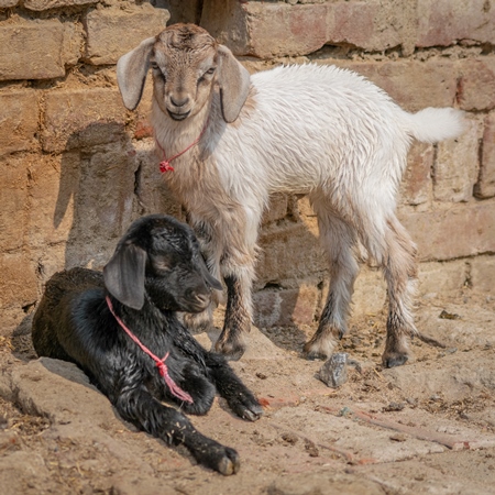 Two cute baby goats in a village in rural Bihar