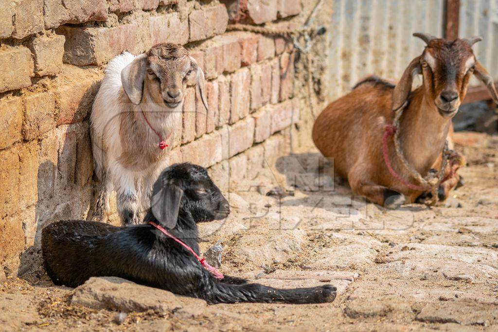 Family of goats with brown wall background in a village in rural Bihar