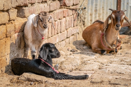 Family of goats with brown wall background in a village in rural Bihar