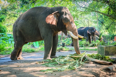 Elephants chained up at Punnathur Kota elephant camp near Guruvayur temple, used for temples and religious festivals