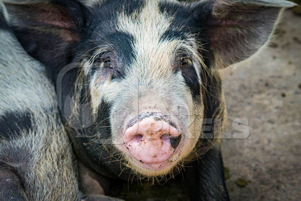 Pig in pig pen on rural farm in Manipur