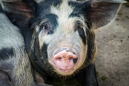 Pig in pig pen on rural farm in Manipur