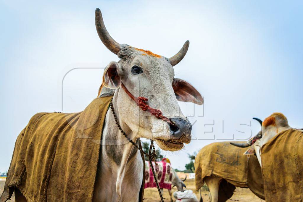 White bullocks standing in a field on large fair ground at Nagaur cattle fair in Rajasthan, India, 2017