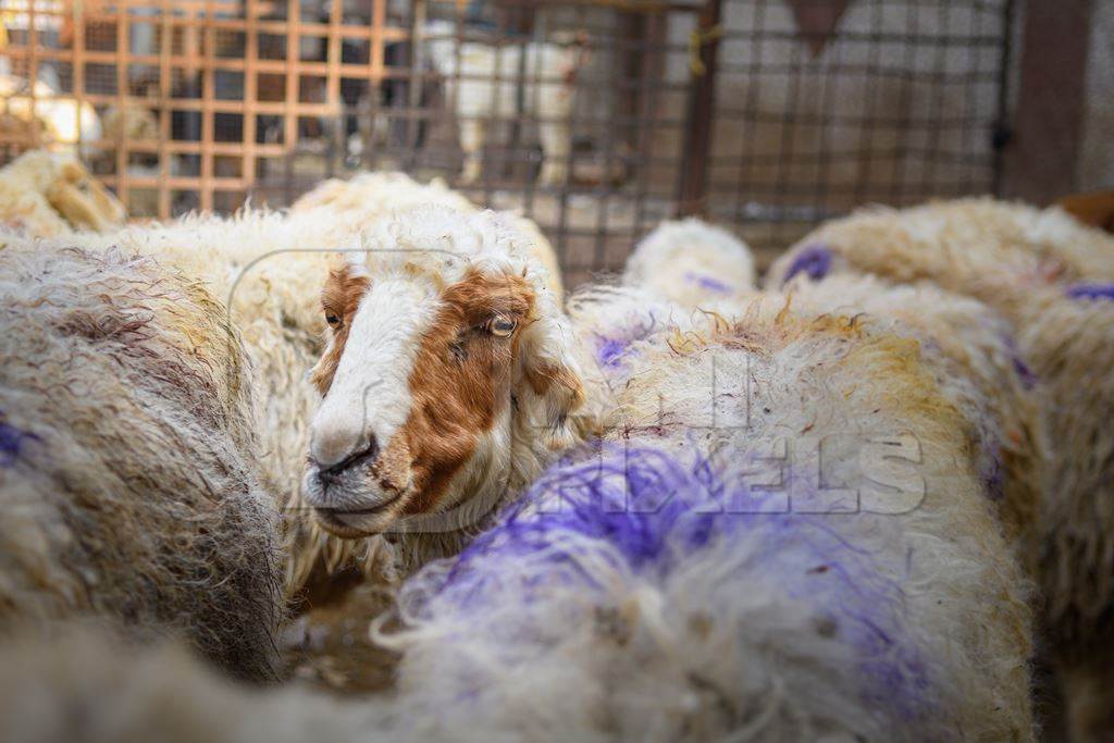 Indian sheep in an enclosure at the Ghazipur bakra mandi, Ghazipur, Delhi, India, 2022