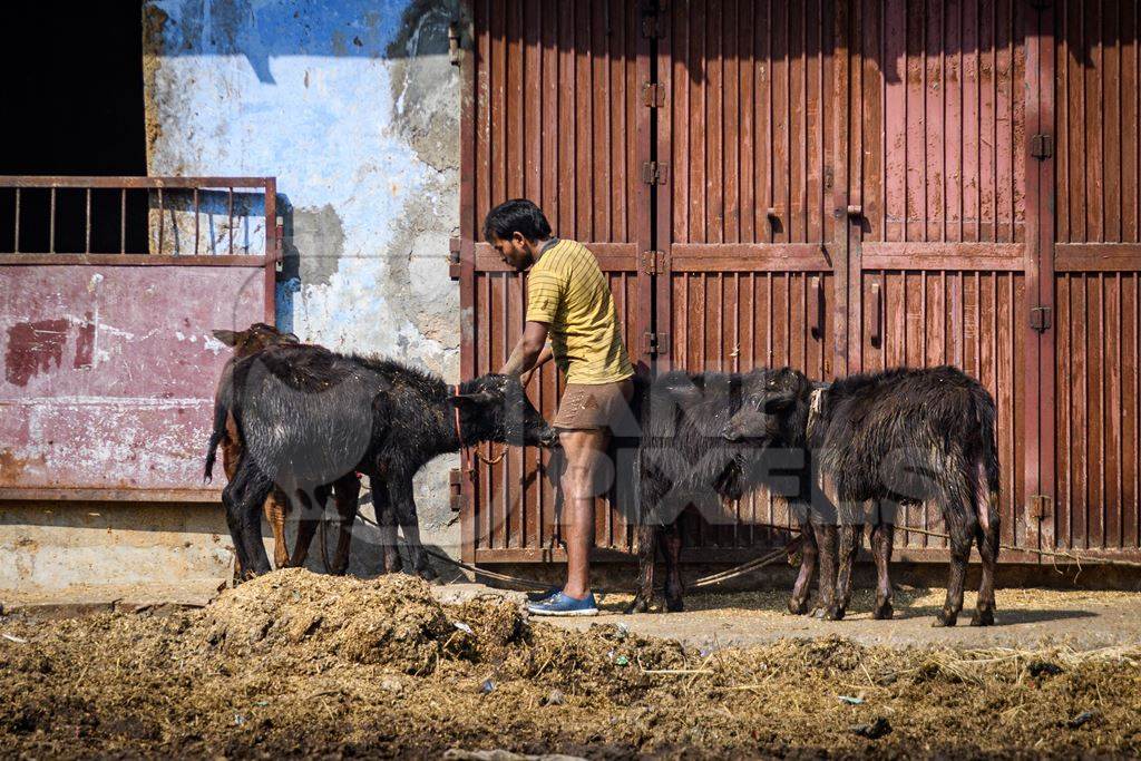 Indian buffalo calves tied up outside an urban dairy farm or tabela, part of Ghazipur dairy farms, Delhi, India, 2022