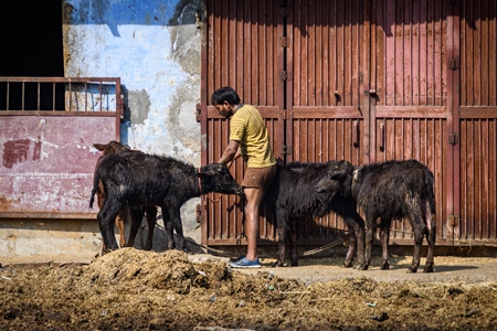 Indian buffalo calves tied up outside an urban dairy farm or tabela, part of Ghazipur dairy farms, Delhi, India, 2022