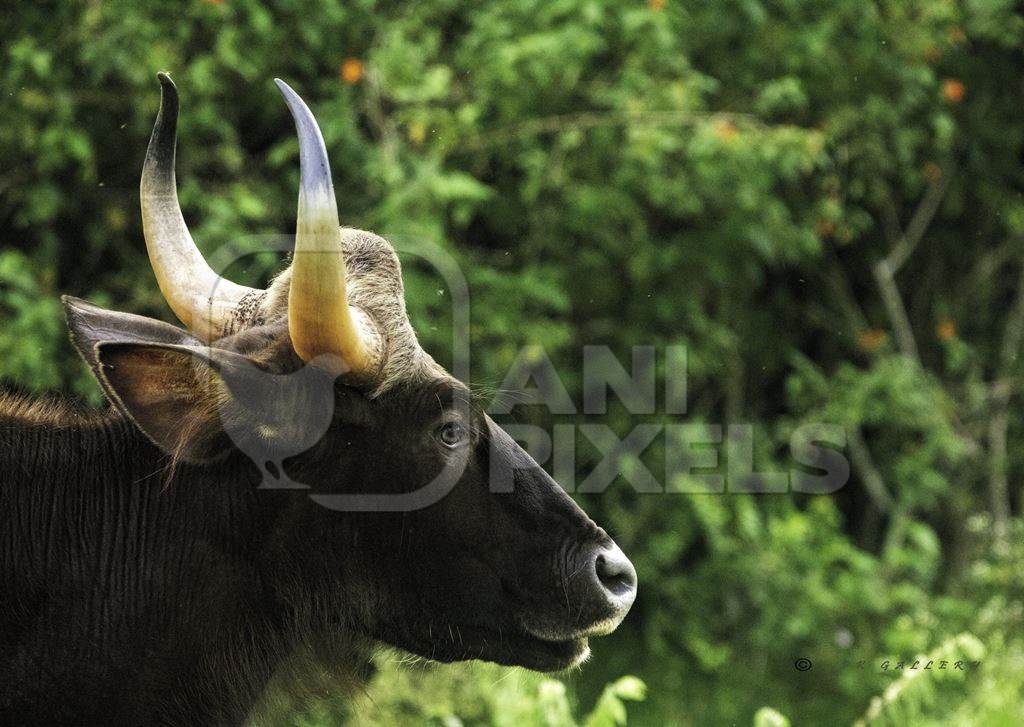Indian gaur or Indian bison wild animal, India