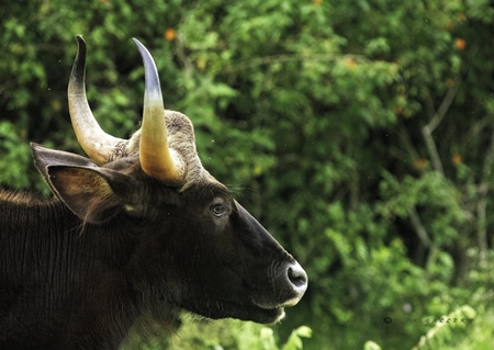 Indian gaur or Indian bison wild animal, India