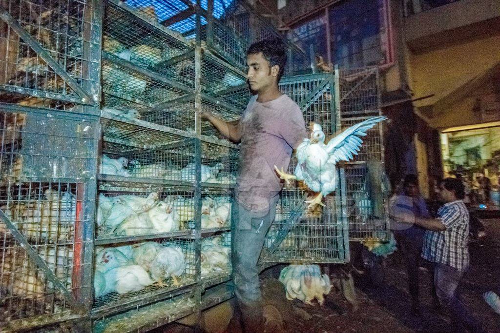 Broiler chickens raised for meat being unloaded from transport trucks near Crawford meat market in Mumbai