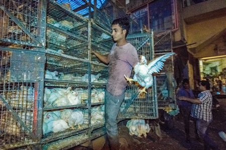 Broiler chickens raised for meat being unloaded from transport trucks near Crawford meat market in Mumbai