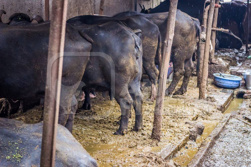 Farmed buffaloes  in urban dairy tied up in dirty conditions