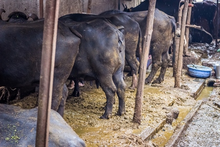 Farmed buffaloes  in urban dairy tied up in dirty conditions