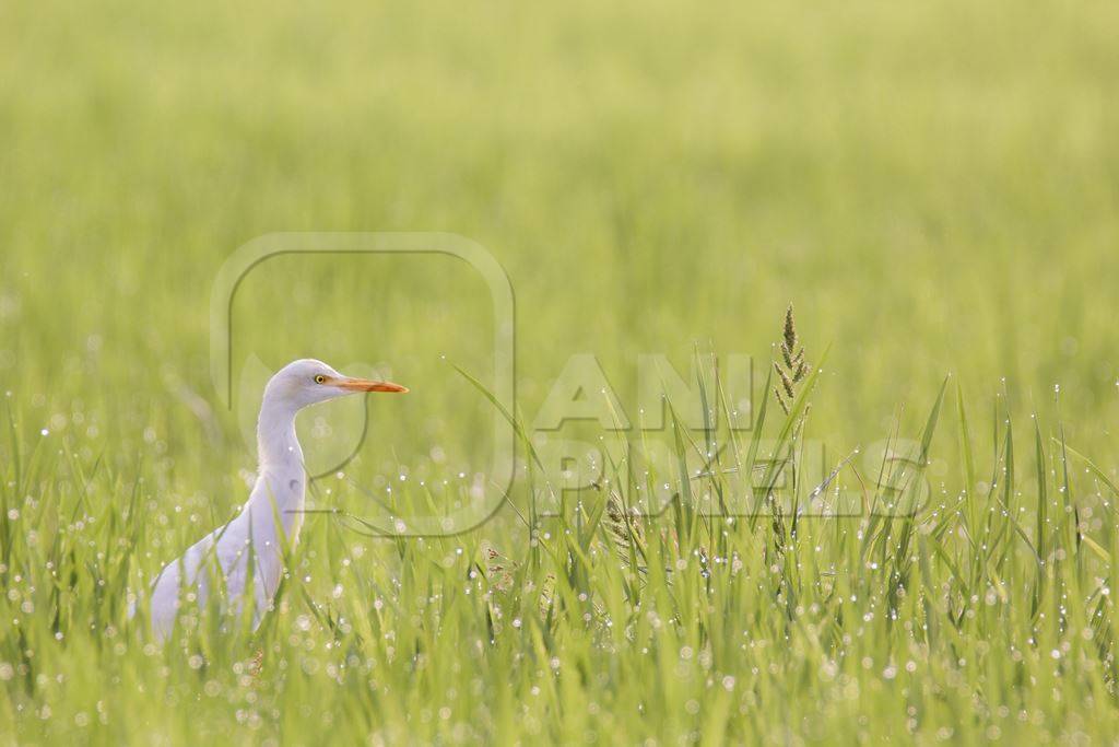 Egret among green grass