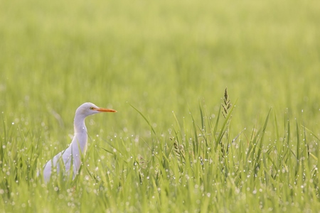 Egret among green grass