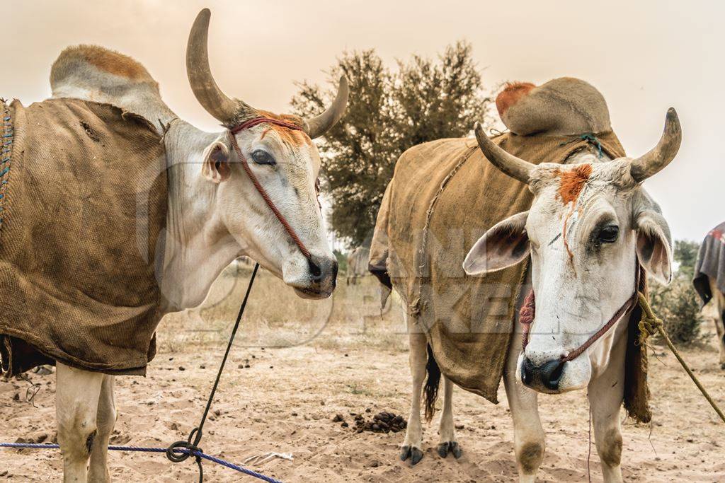 Many cattle tethered by ropes standing in a field at Nagaur cattle fair