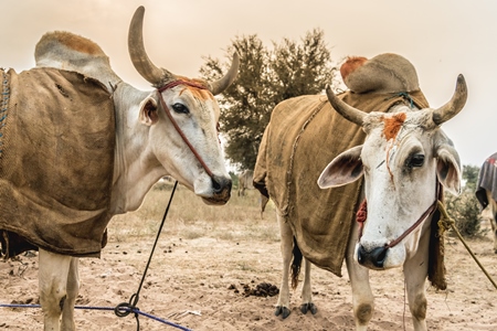 Many cattle tethered by ropes standing in a field at Nagaur cattle fair