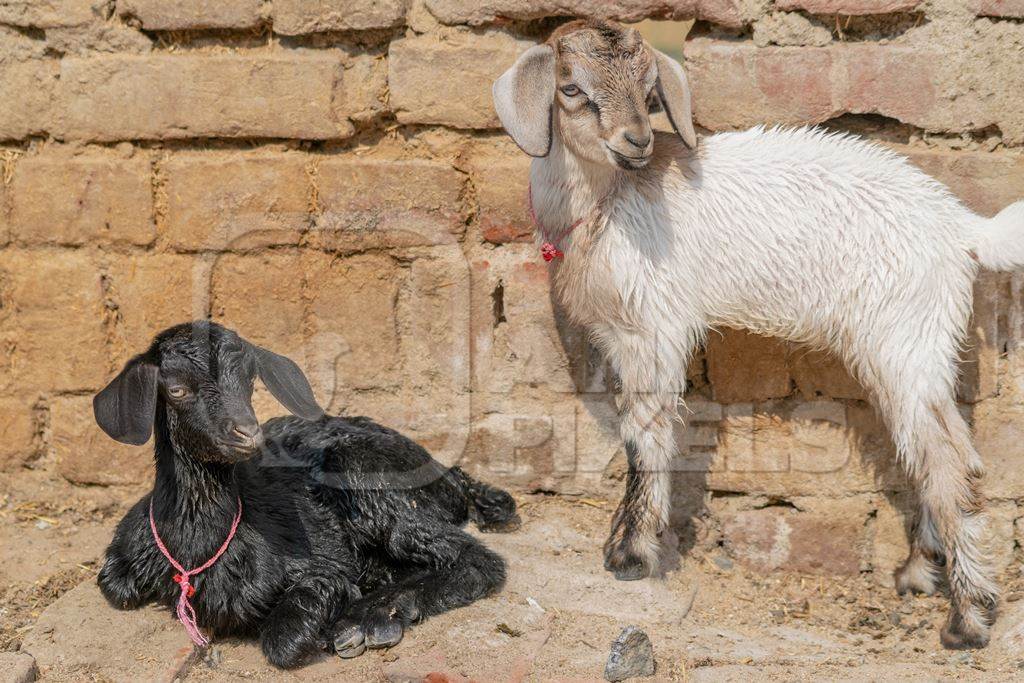 Two cute baby goats in a village in rural Bihar with brown wall background