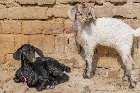 Two cute baby goats in a village in rural Bihar with brown wall background