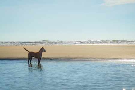 Beach dog on sandy beach in Goa also stray dog or street dog