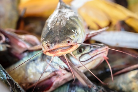 Fish on sale at a fish market at Sassoon Docks