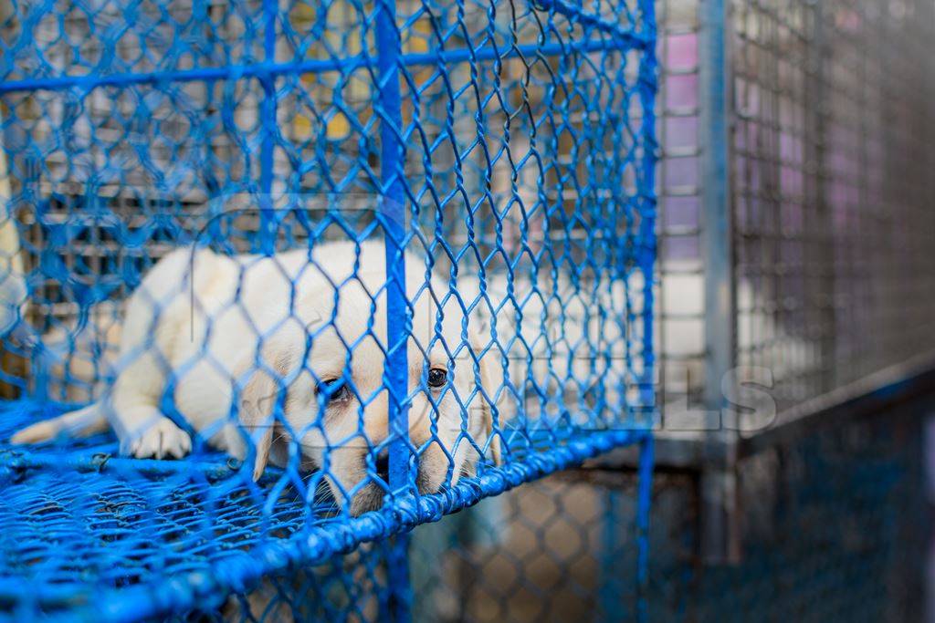 Sad pedigree or breed puppy dogs on sale in cages on the street by dog sellers at Galiff Street pet market, Kolkata, India, 2022