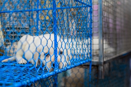 Sad pedigree or breed puppy dogs on sale in cages on the street by dog sellers at Galiff Street pet market, Kolkata, India, 2022