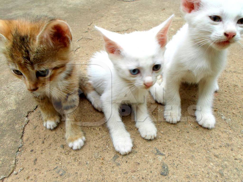 Three small ginger and white street kittens