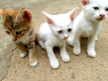Three small ginger and white street kittens