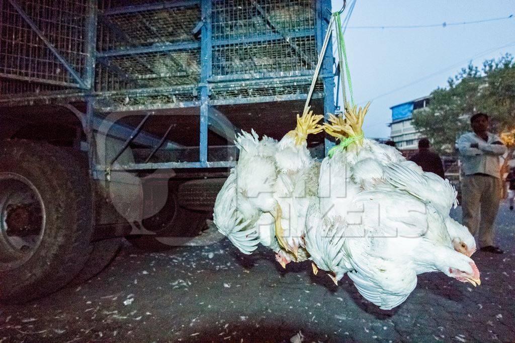 Broiler chickens hanging upside down being unloaded from transport trucks near Crawford meat market in Mumbai