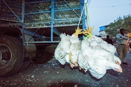 Broiler chickens hanging upside down being unloaded from transport trucks near Crawford meat market in Mumbai