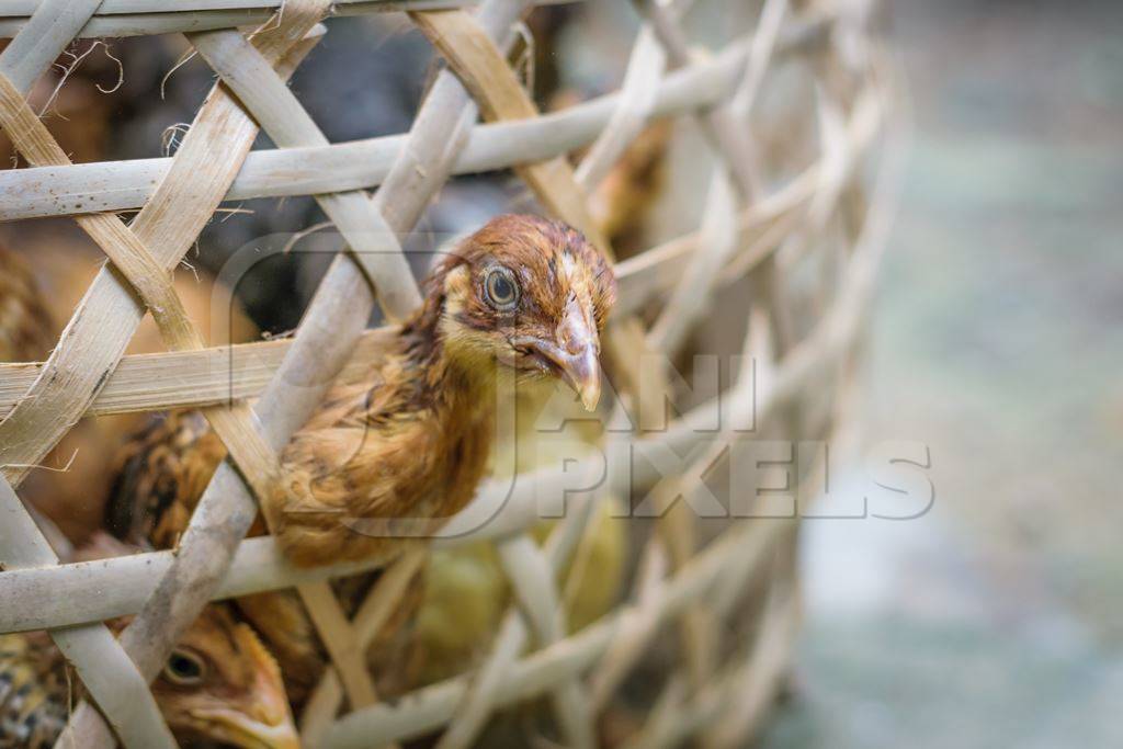 Chickens on sale in bamboo woven baskets in a  rural town