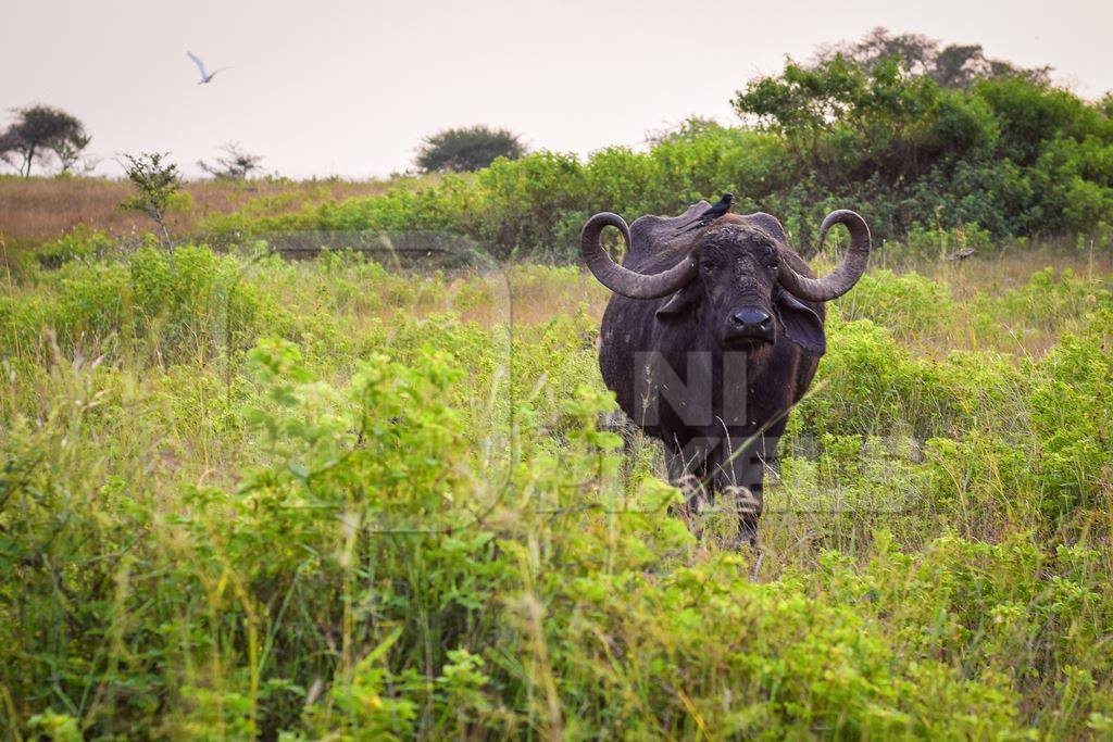 Farmed buffaloes in a green field on the outskirts of an urban city