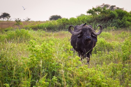 Farmed buffaloes in a green field on the outskirts of an urban city