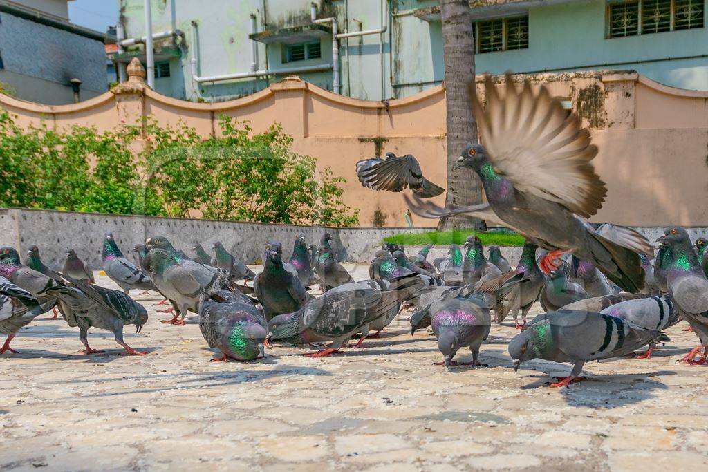Flock of Indian pigeons in the courtyard of a temple in Kerala in India