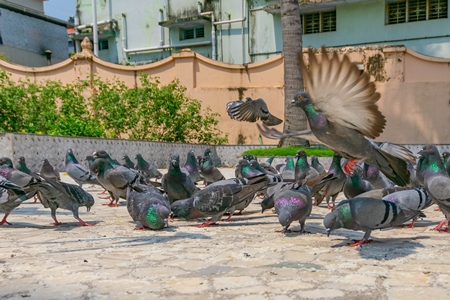 Flock of Indian pigeons in the courtyard of a temple in Kerala in India