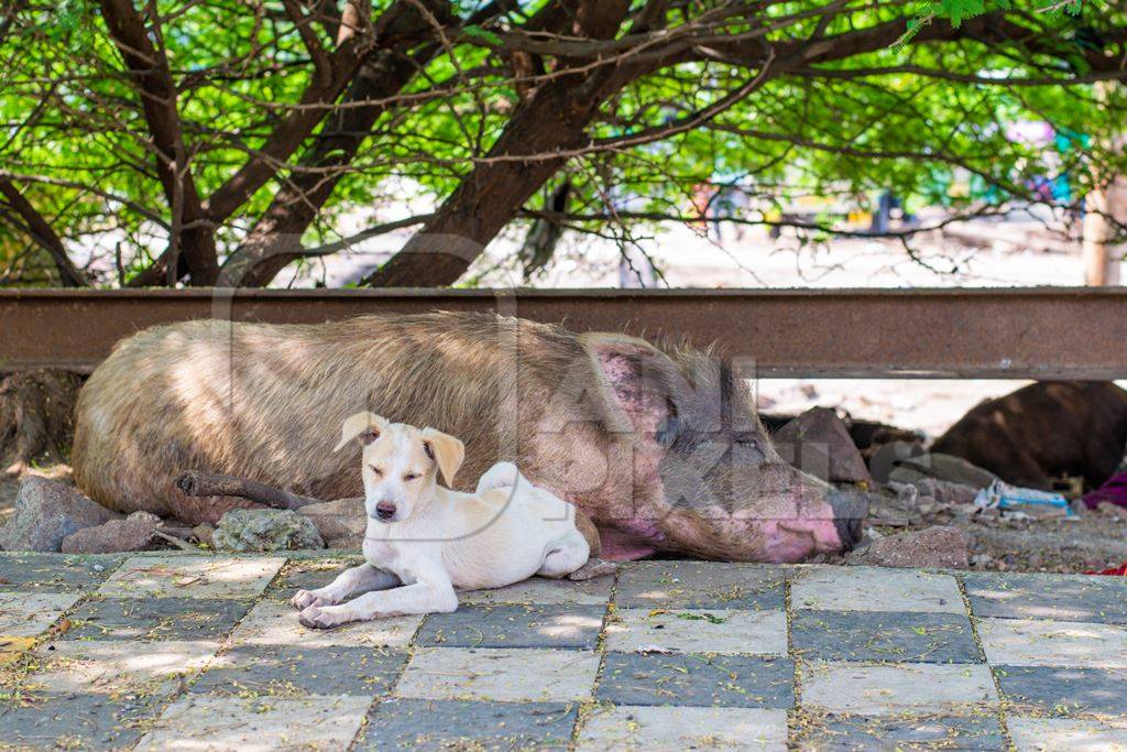 Indian street or stray dogs and urban or feral pigs in a slum area in an urban city in Maharashtra in India