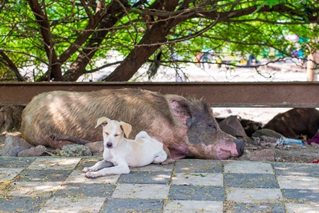 Indian street or stray dogs and urban or feral pigs in a slum area in an urban city in Maharashtra in India