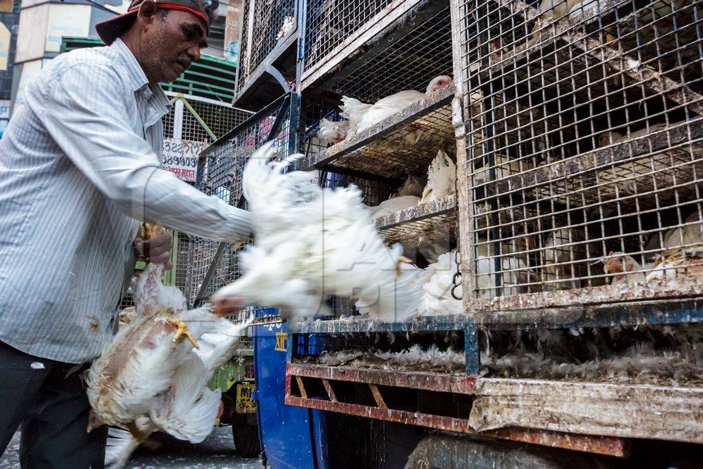 Broiler chickens raised for meat being unloaded from transport trucks near Crawford meat market in Mumbai