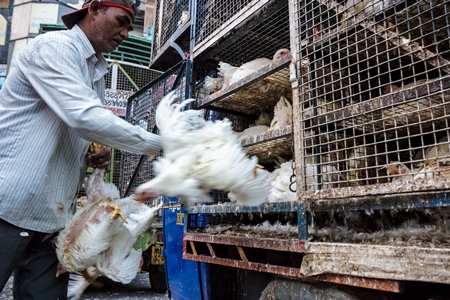 Broiler chickens raised for meat being unloaded from transport trucks near Crawford meat market in Mumbai