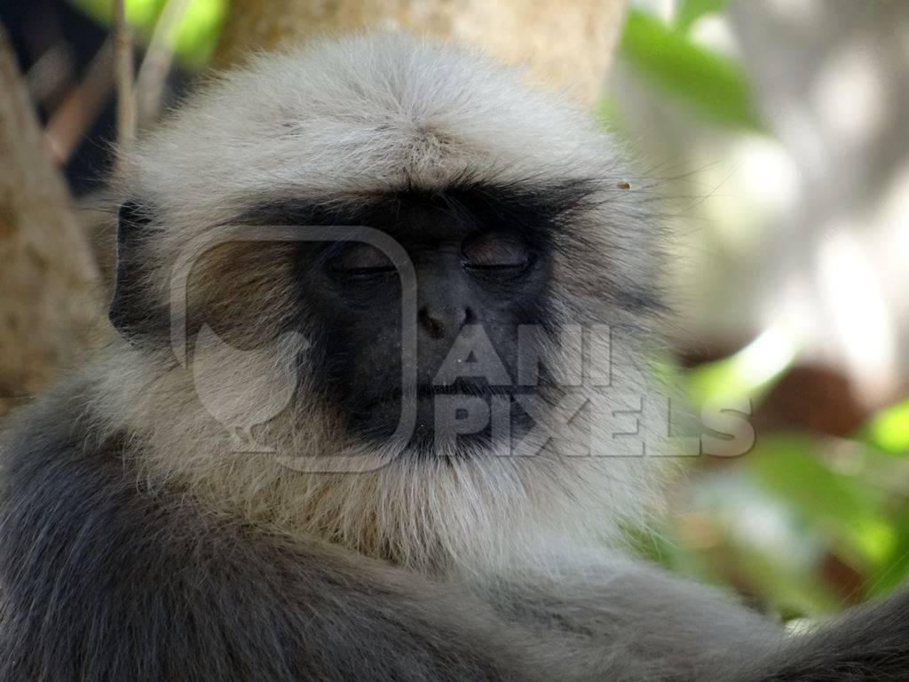 Face of grey langur