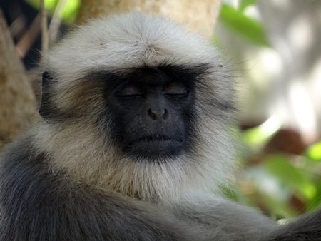 Face of grey langur