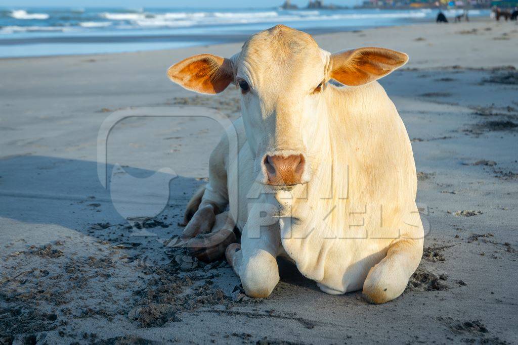 Cow on the beach in Goa, India