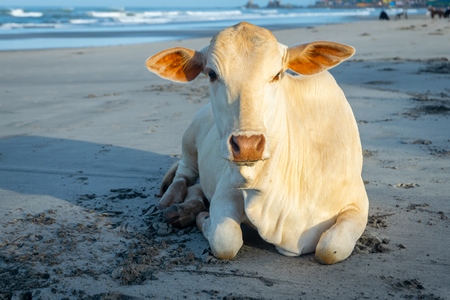 Cow on the beach in Goa, India