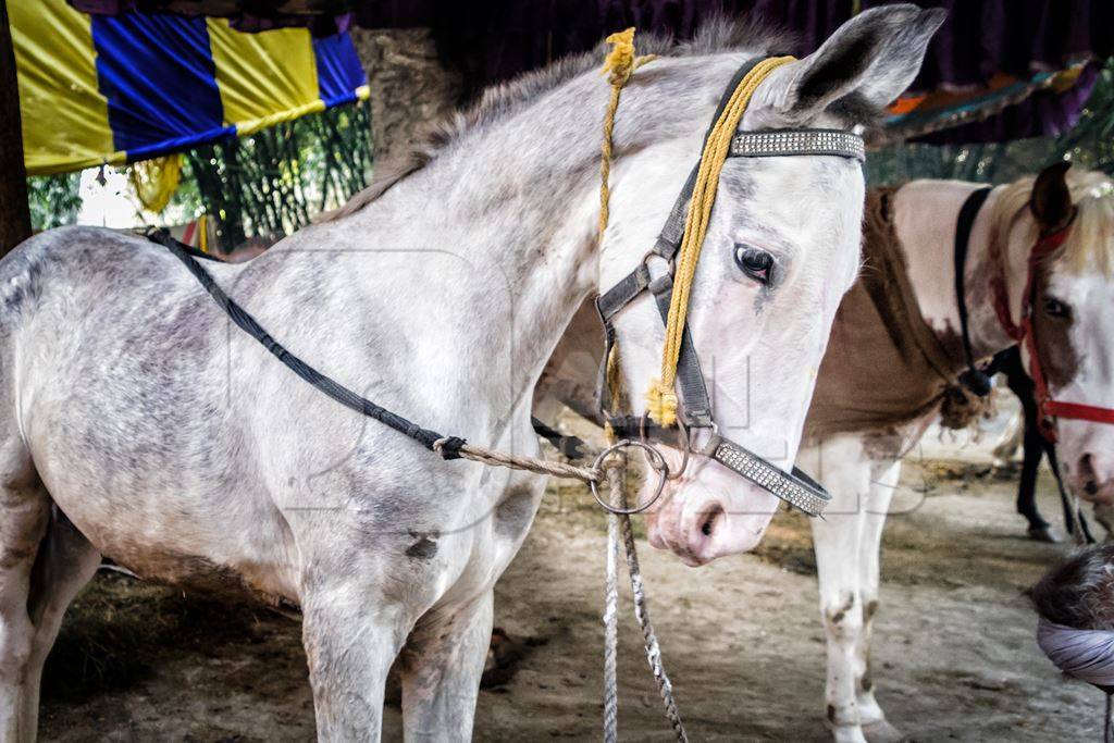 Grey horse tied up with rope under canopy at Sonepur horse fair