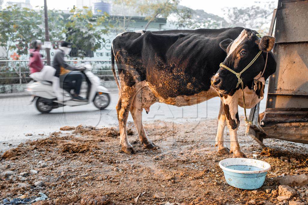 Indian dairy cow on an urban tabela in the divider of a busy road, Pune, Maharashtra, India, 2024