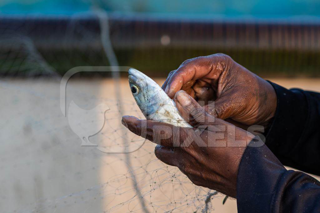 Man removing Indian fish caught in fishing net on beach in Goa, India, 2022