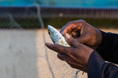 Man removing Indian fish caught in fishing net on beach in Goa, India, 2022