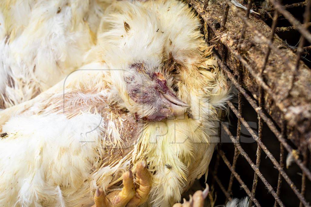 Pile of dead chickens on the ground outside a chicken shop in the city of Pune, India, 2019