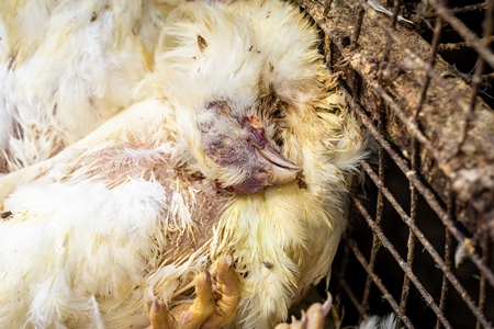 Pile of dead chickens on the ground outside a chicken shop in the city of Pune, India, 2019