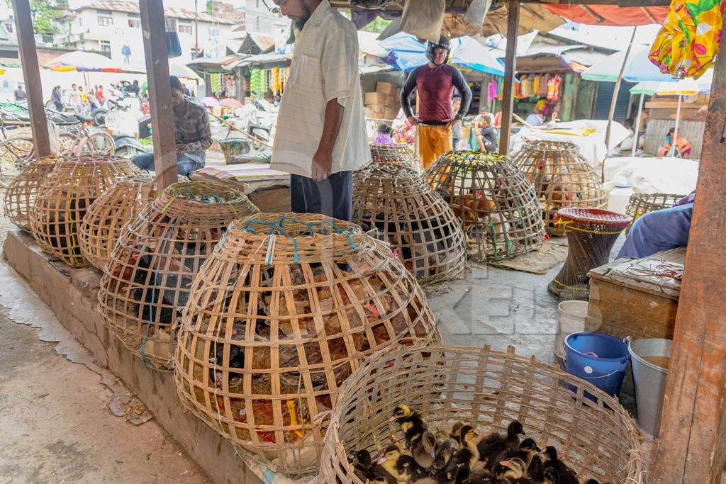 Many woven baskets containing ducks, pigeons, chickens and other birds on sale at a live animal market in the city of Imphal in Manipur in the Northeast of India